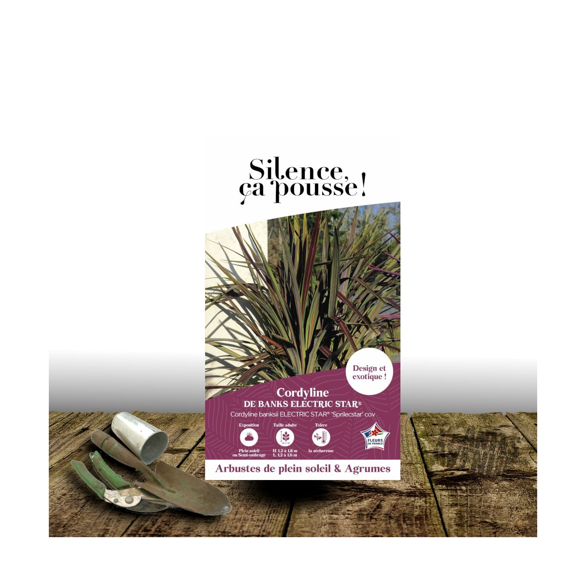 Cordyline de Banks Electric Star® - SILENCE, ça pousse !