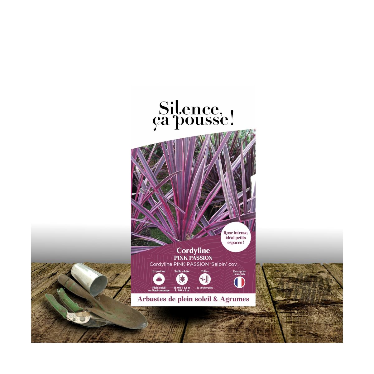 Cordyline australe Pink Passion® - SILENCE, ça pousse ! Cordyline australe Pink Passion® - SILENCE, ça pousse !