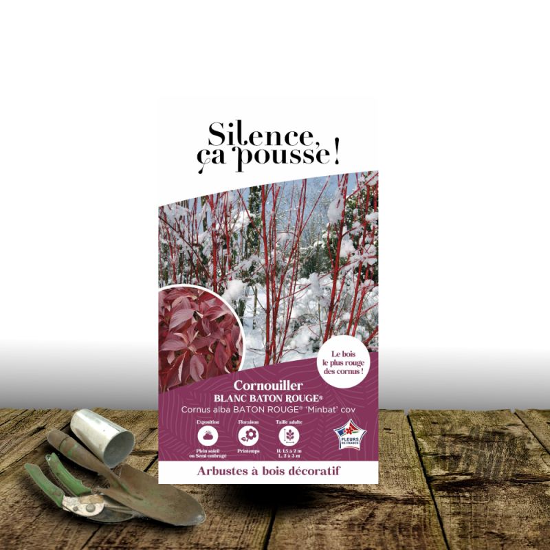 Cornouiller blanc Baton Rouge® - SILENCE, ça pousse !, Cornus