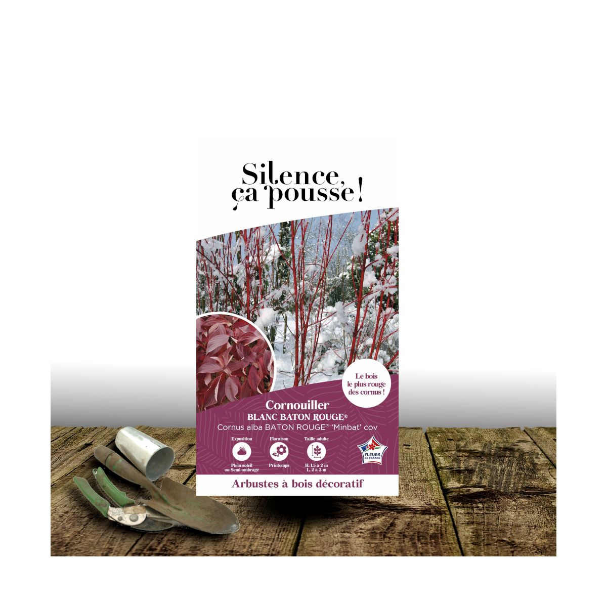 Cornouiller blanc Baton Rouge® - SILENCE, ça pousse !, Cornus Cornouiller blanc Baton Rouge® - SILENCE, ça pousse !, Cornus
