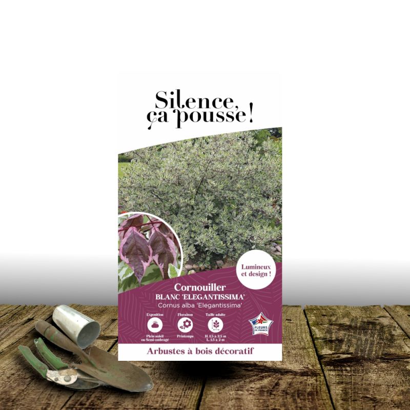 Cornouiller blanc Elegantissima - SILENCE, ça pousse !, Cornus