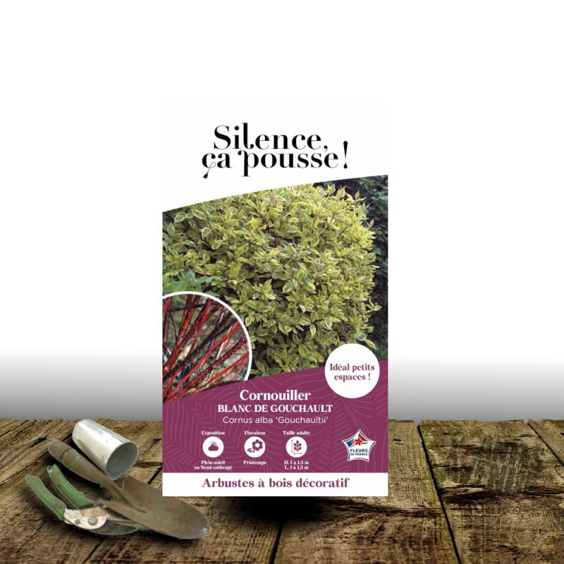 Cornouiller blanc Gauchaultii - SILENCE, ça pousse !, Cornus