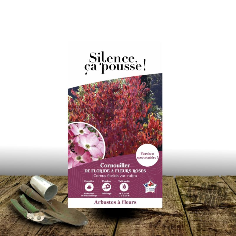 Cornouiller de Floride Rubra - SILENCE, ça pousse !, Cornus
