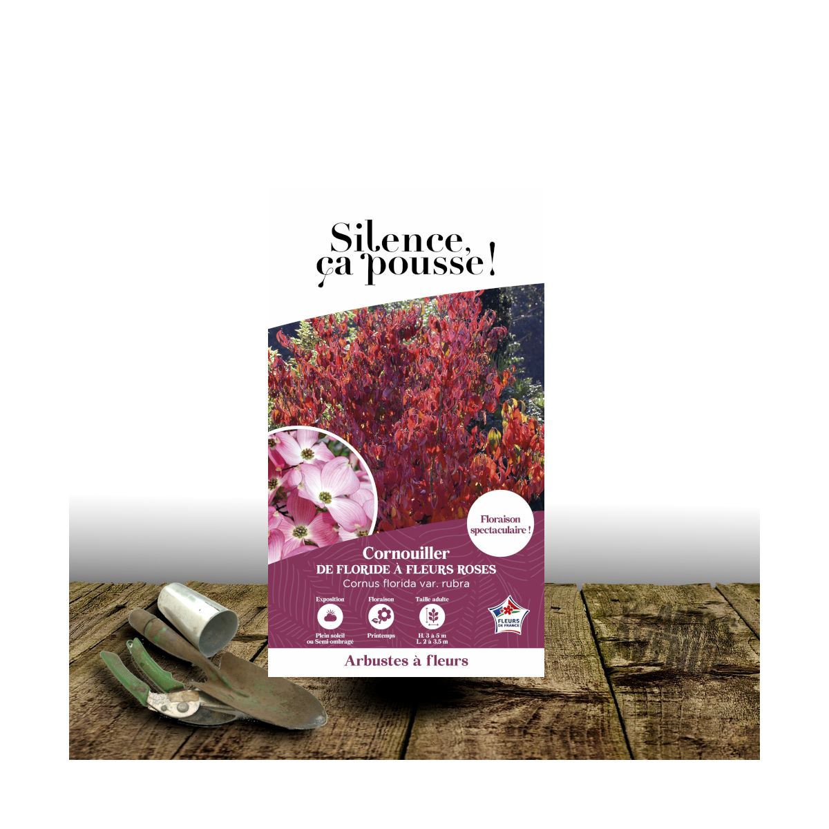 Cornouiller de Floride Rubra - SILENCE, ça pousse !, Cornus