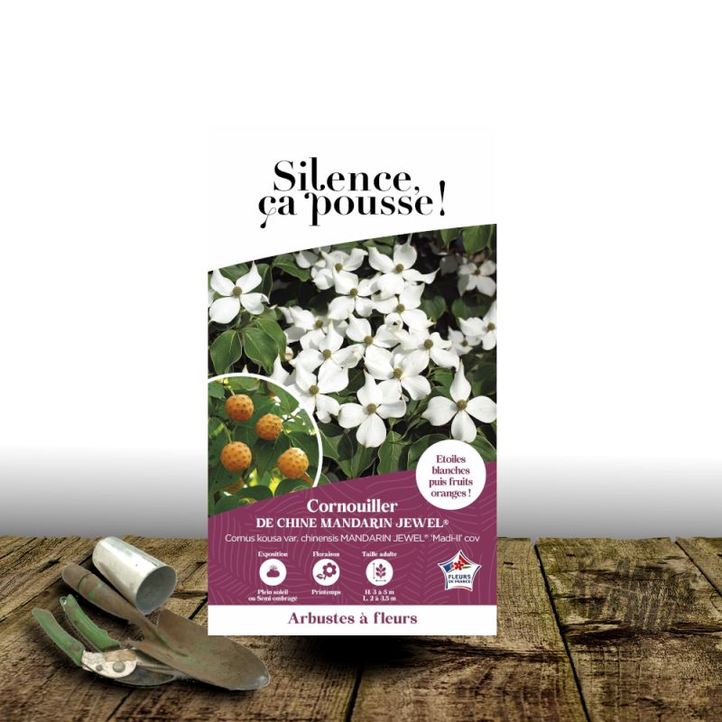 Cornouiller du Japon Mandarin Jewel® - SILENCE, ça pousse !, Cornus