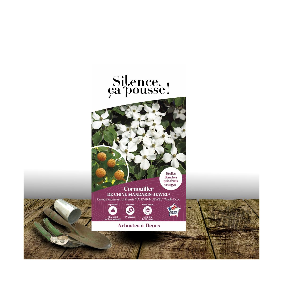 Cornouiller du Japon Mandarin Jewel® - SILENCE, ça pousse !, Cornus