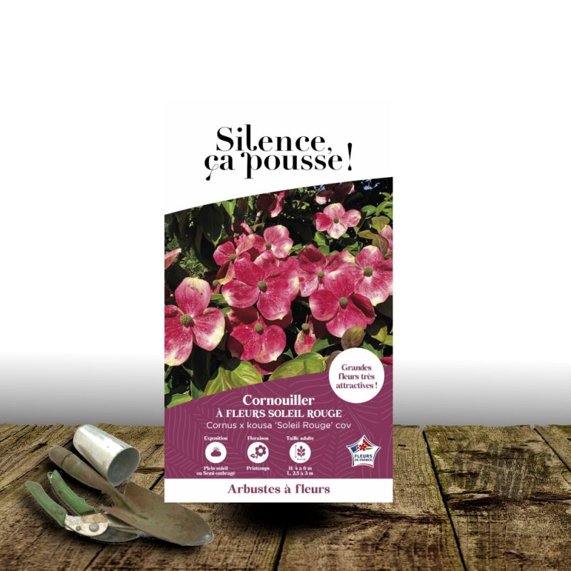 Cornouiller du Japon Soleil Rouge - SILENCE, ça pousse !, Cornus