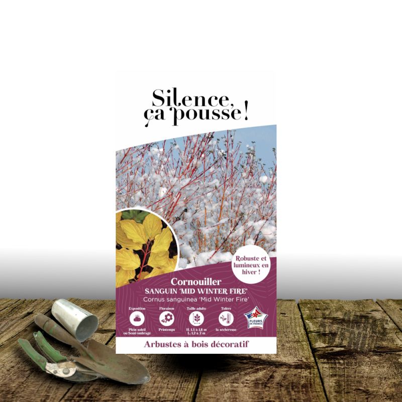 Cornouiller sanguin Midwinter Fire - SILENCE, ça pousse !, Cornus