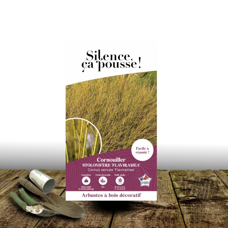 Cornouiller soyeux Flaviramea - SILENCE, ça pousse !, Cornus