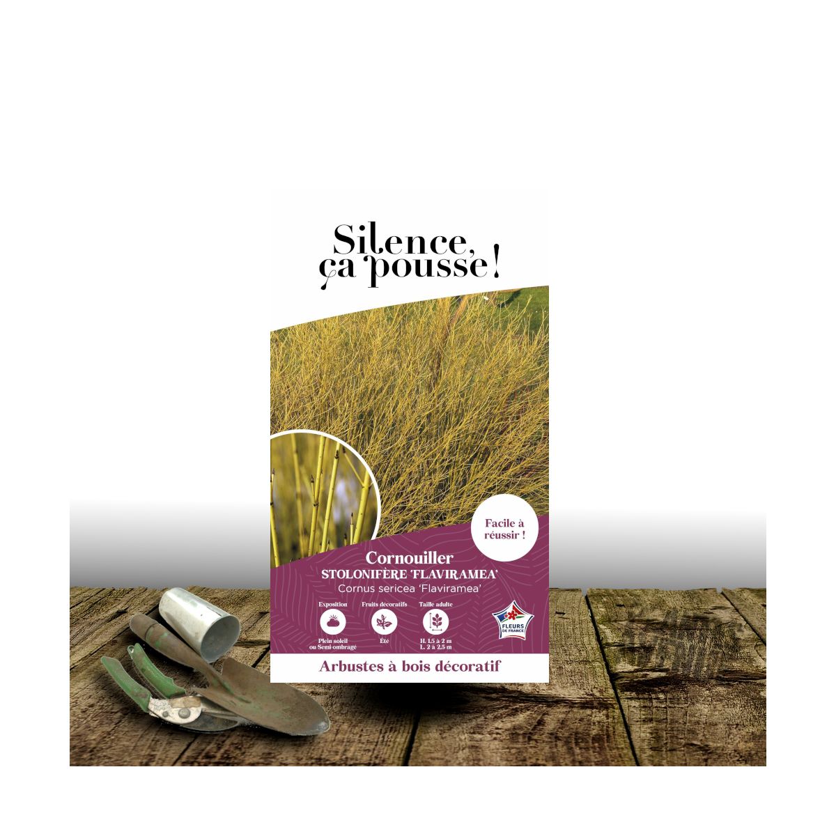 Cornouiller soyeux Flaviramea - SILENCE, ça pousse !, Cornus