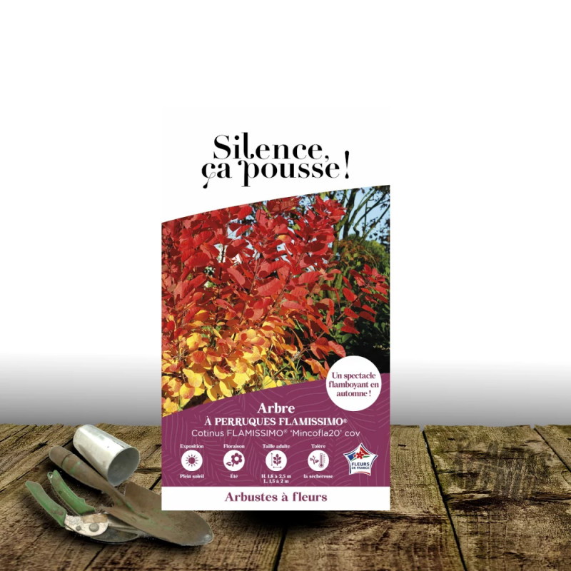 Arbre à perruque Flamissimo® - SILENCE, ça pousse !, Cotinus