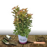 Arbre à perruque Flamissimo® - SILENCE, ça pousse !, Cotinus
