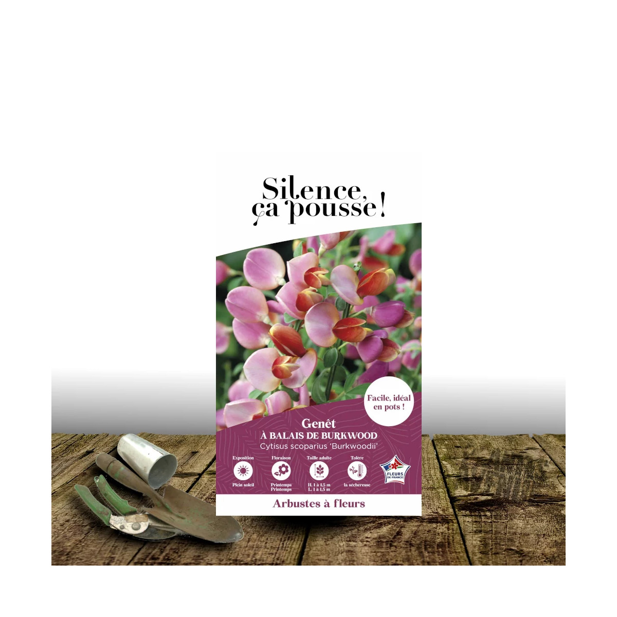 Genêt à balais Burkwoodii - SILENCE, ça pousse !, Cytisus