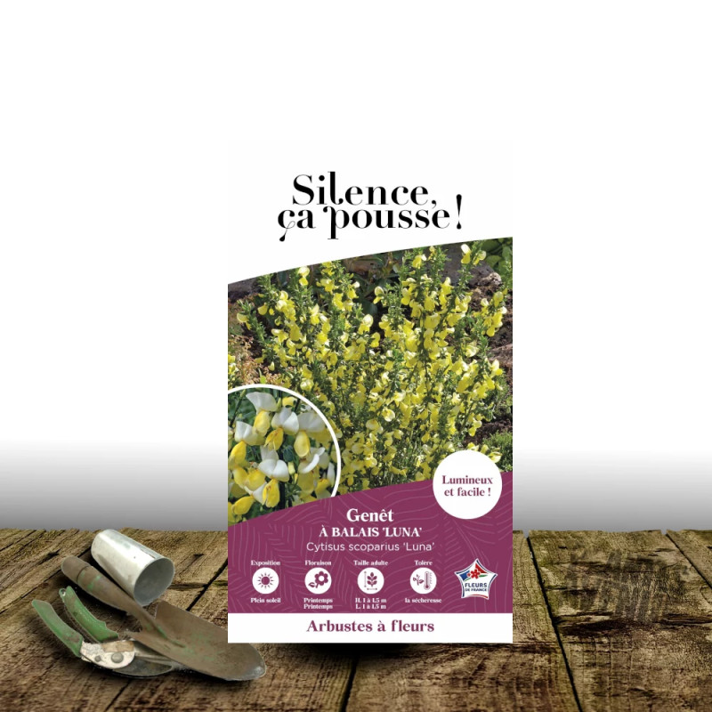 Genêt à balais Luna - SILENCE, ça pousse !, Cytisus