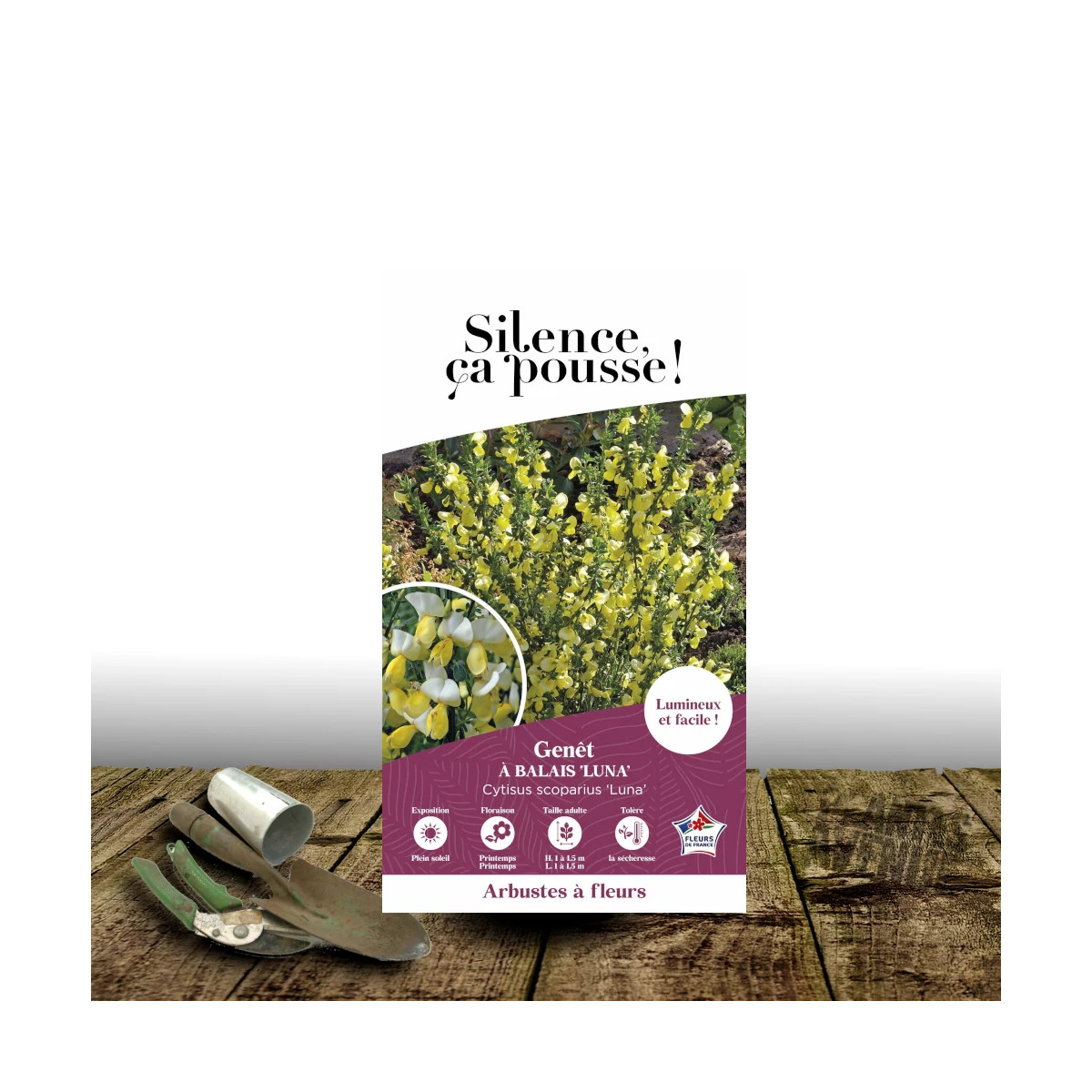 Genêt à balais Luna - SILENCE, ça pousse !, Cytisus