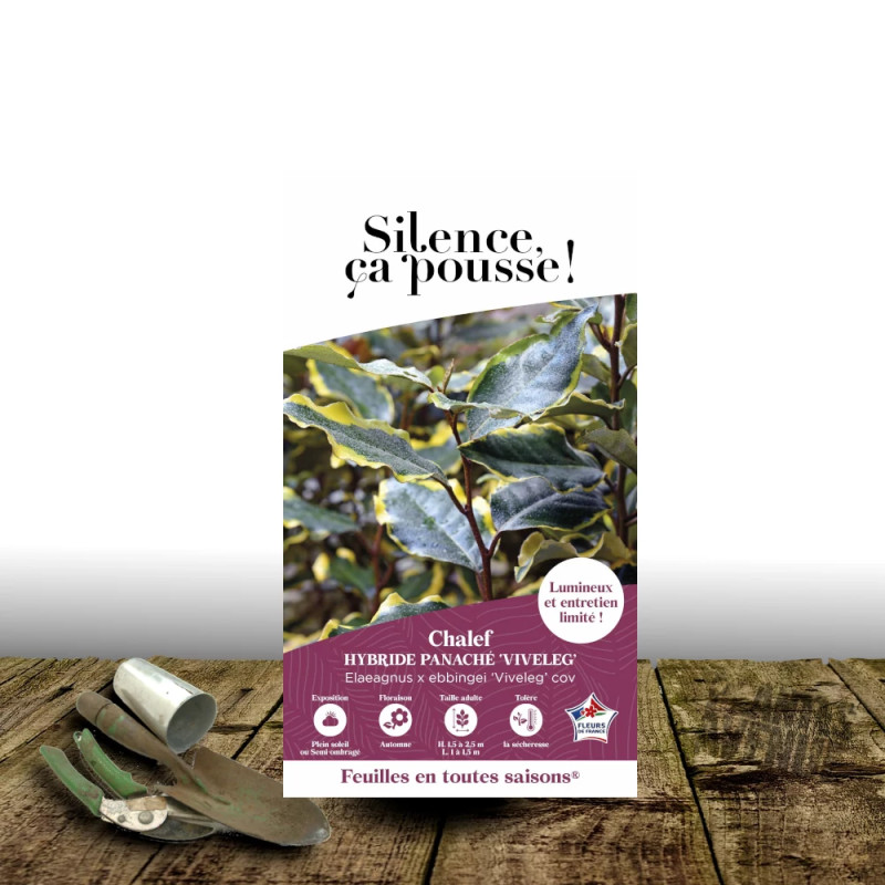 Elaeagnus panaché Viveleg® - SILENCE, ça pousse !, Chalef