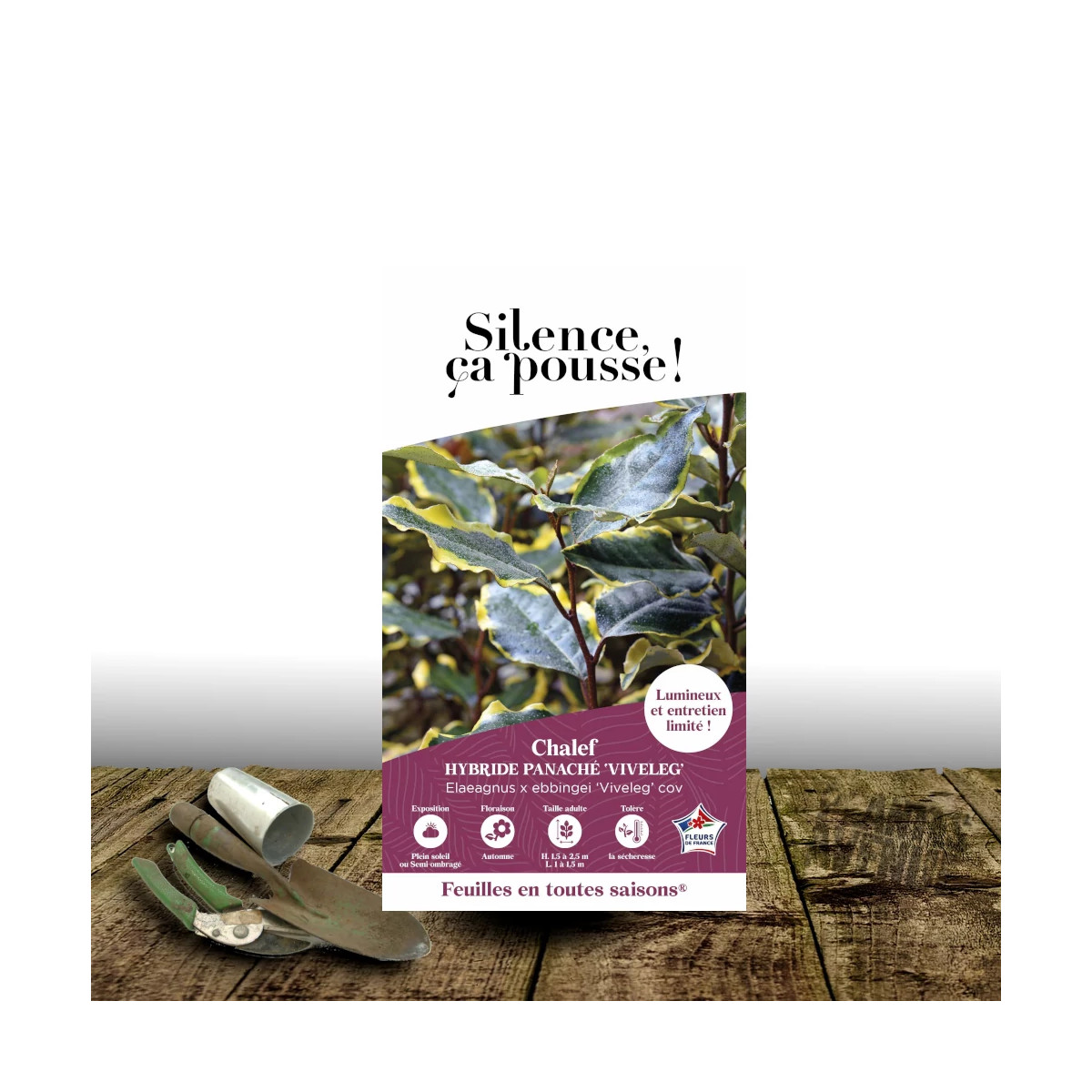 Elaeagnus panaché Viveleg® - SILENCE, ça pousse !, Chalef