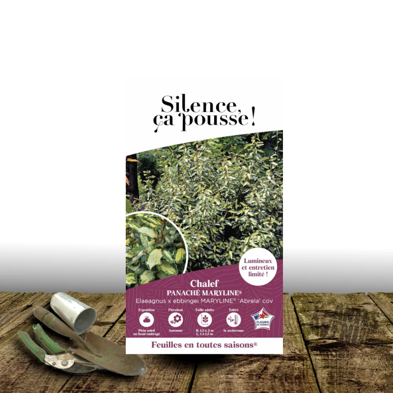 Elaeagnus panaché Maryline® - SILENCE, ça pousse !, Chalef