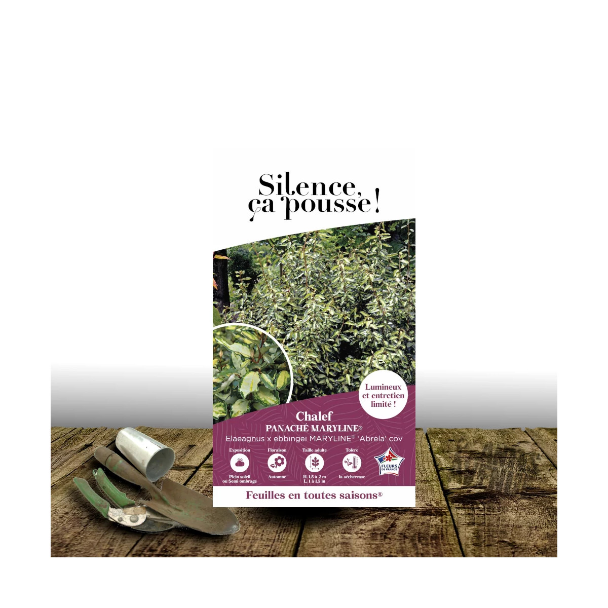 Elaeagnus panaché Maryline® - SILENCE, ça pousse !, Chalef