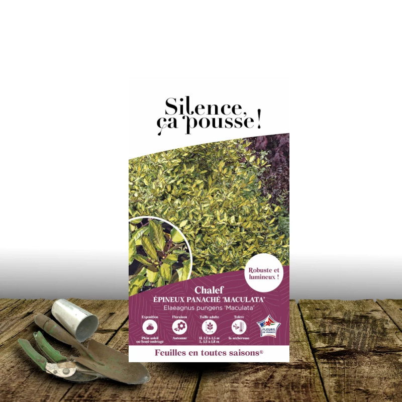 Elaeagnus piquant Maculata - SILENCE, ça pousse !, Chalef
