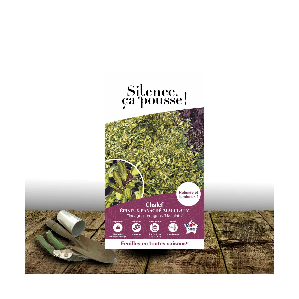 Elaeagnus piquant Maculata - SILENCE, ça pousse !, Chalef Elaeagnus piquant Maculata - SILENCE, ça pousse !, Chalef
