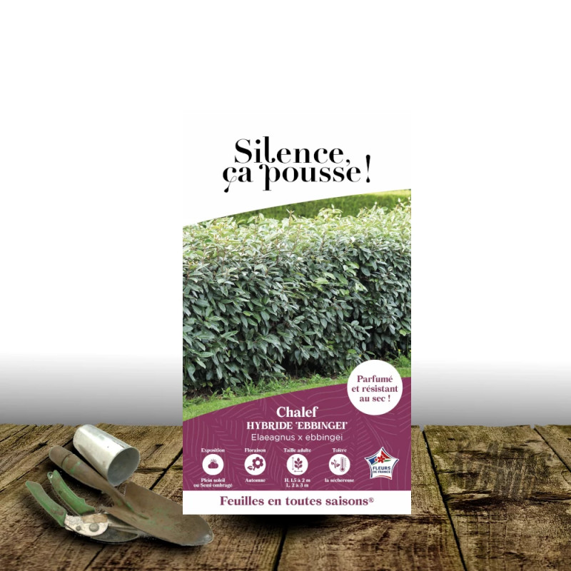 Elaeagnus Ebbingei - SILENCE, ça pousse !, Chalef de Ebbing