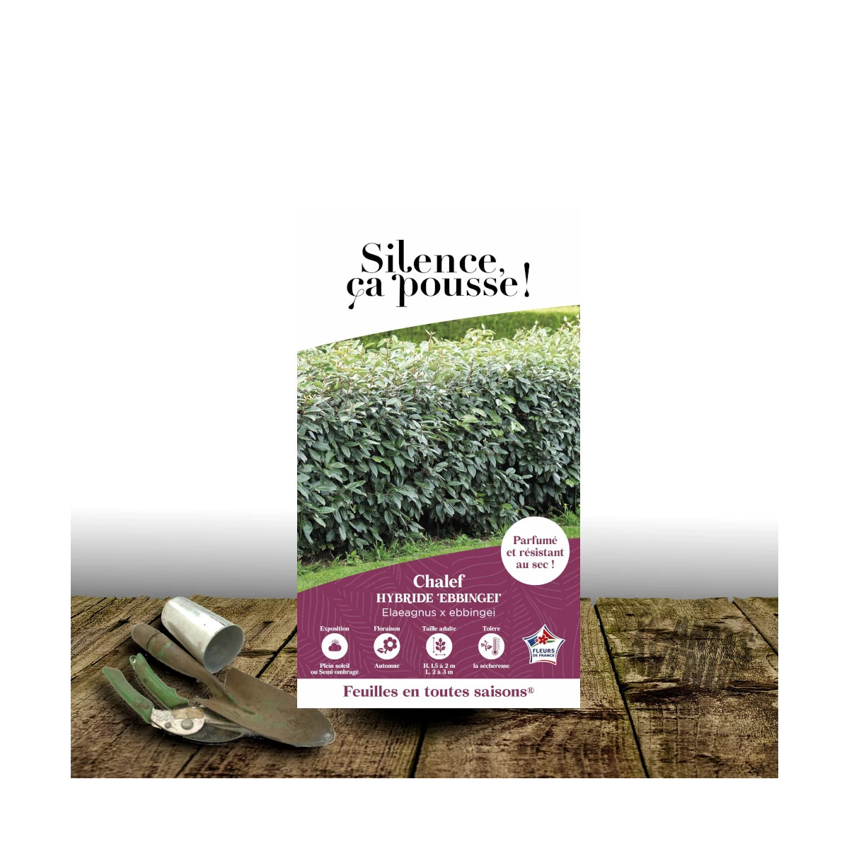 Elaeagnus Ebbingei - SILENCE, ça pousse !, Chalef de Ebbing