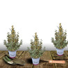 Elaeagnus panaché Maryline® - SILENCE, ça pousse !, Chalef
