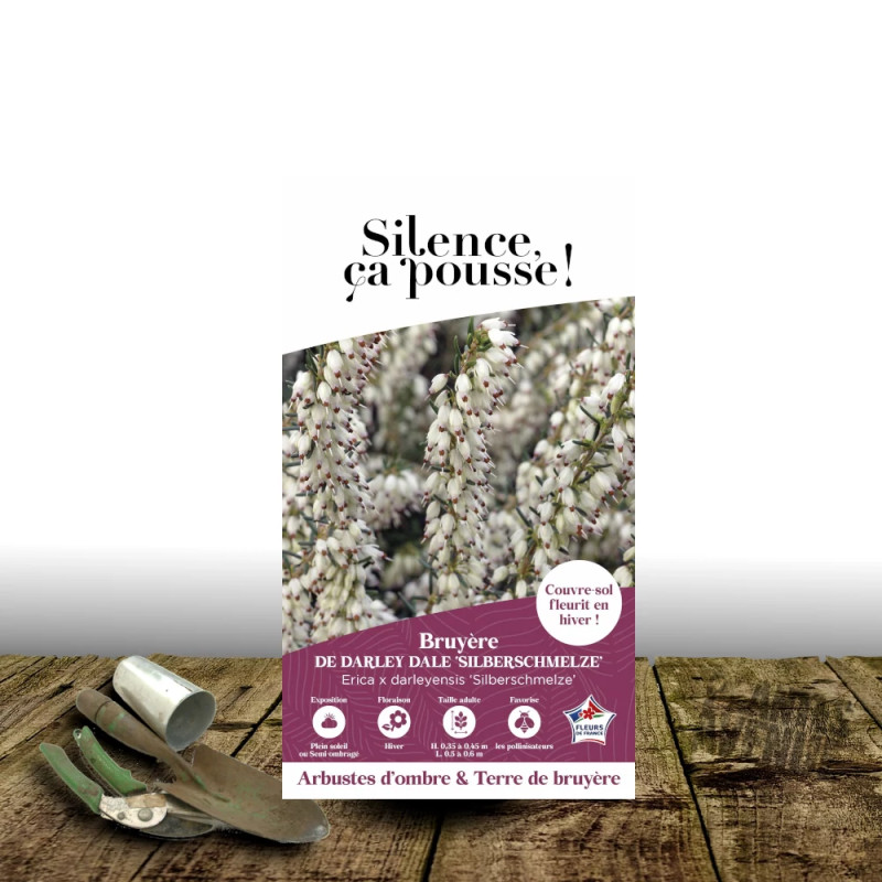 Bruyère d'hiver Silberschmelze - SILENCE, ça pousse !