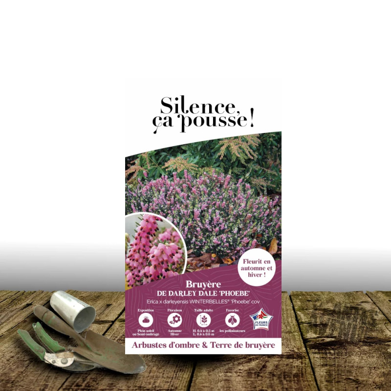 Bruyère d'hiver Winter Belles® 'Phoebe' - SILENCE, ça pousse !