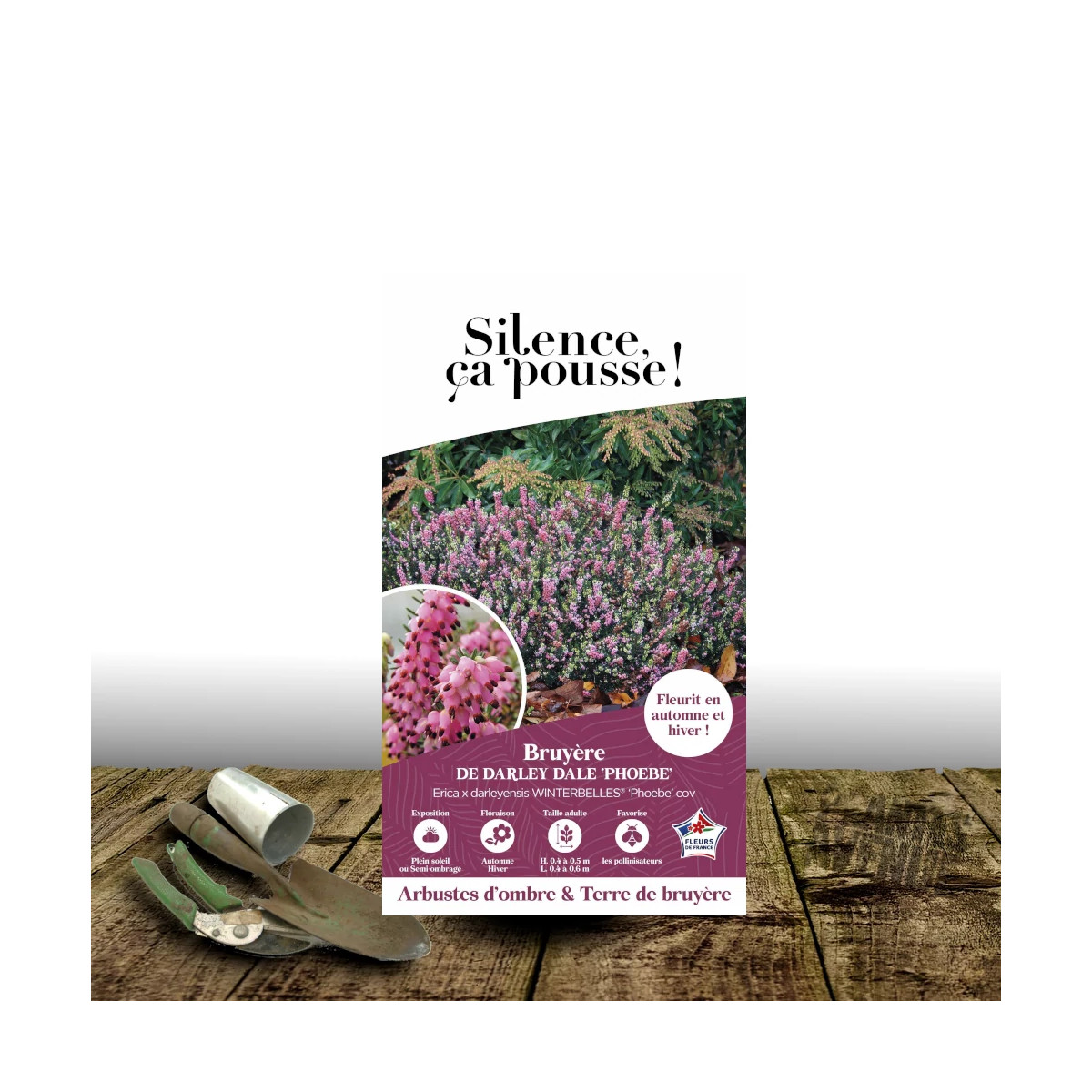Bruyère d'hiver Winter Belles® 'Phoebe' - SILENCE, ça pousse !