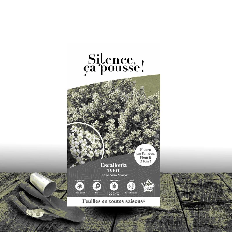 Escallonia iveyi - SILENCE, ça pousse !