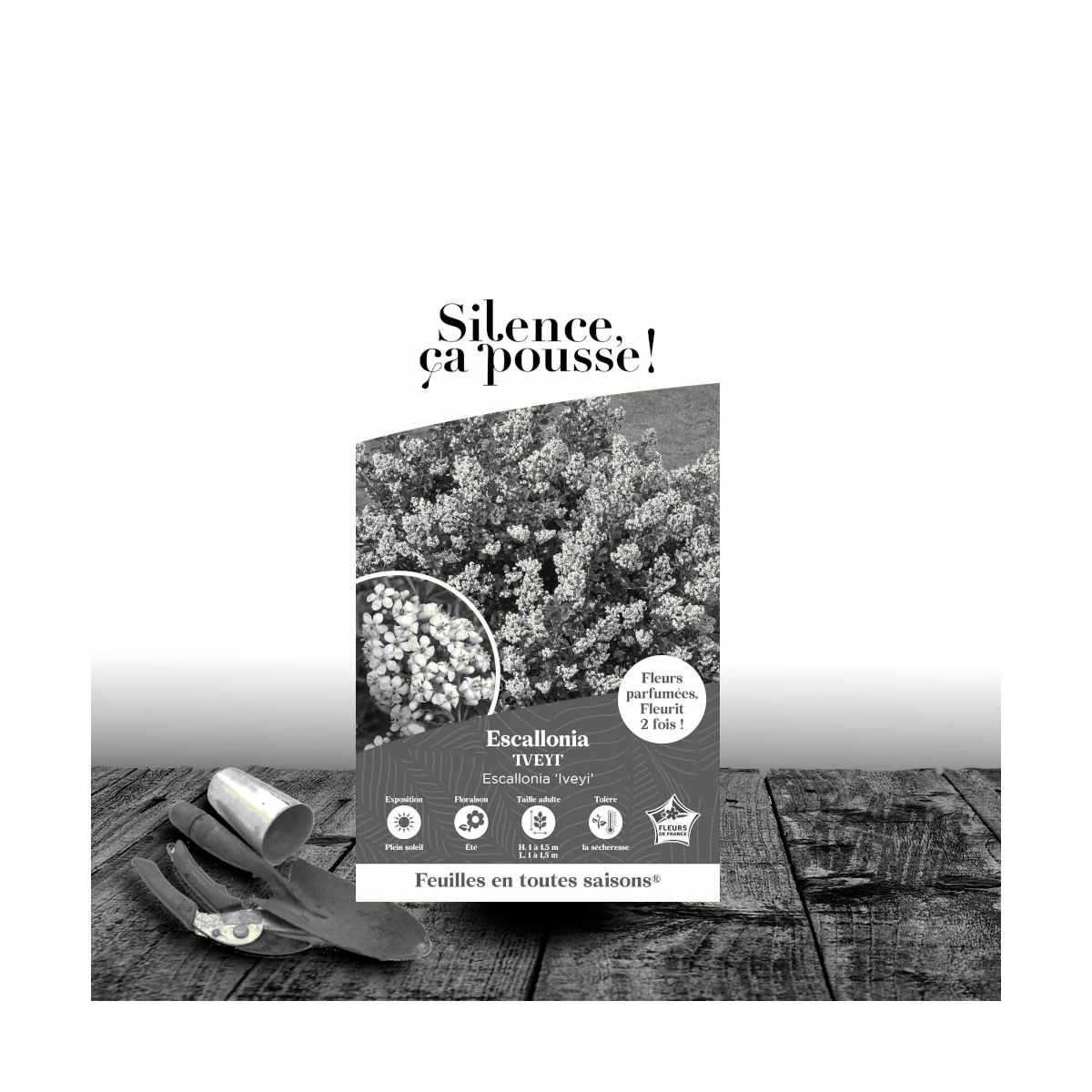 Escallonia iveyi - SILENCE, ça pousse !