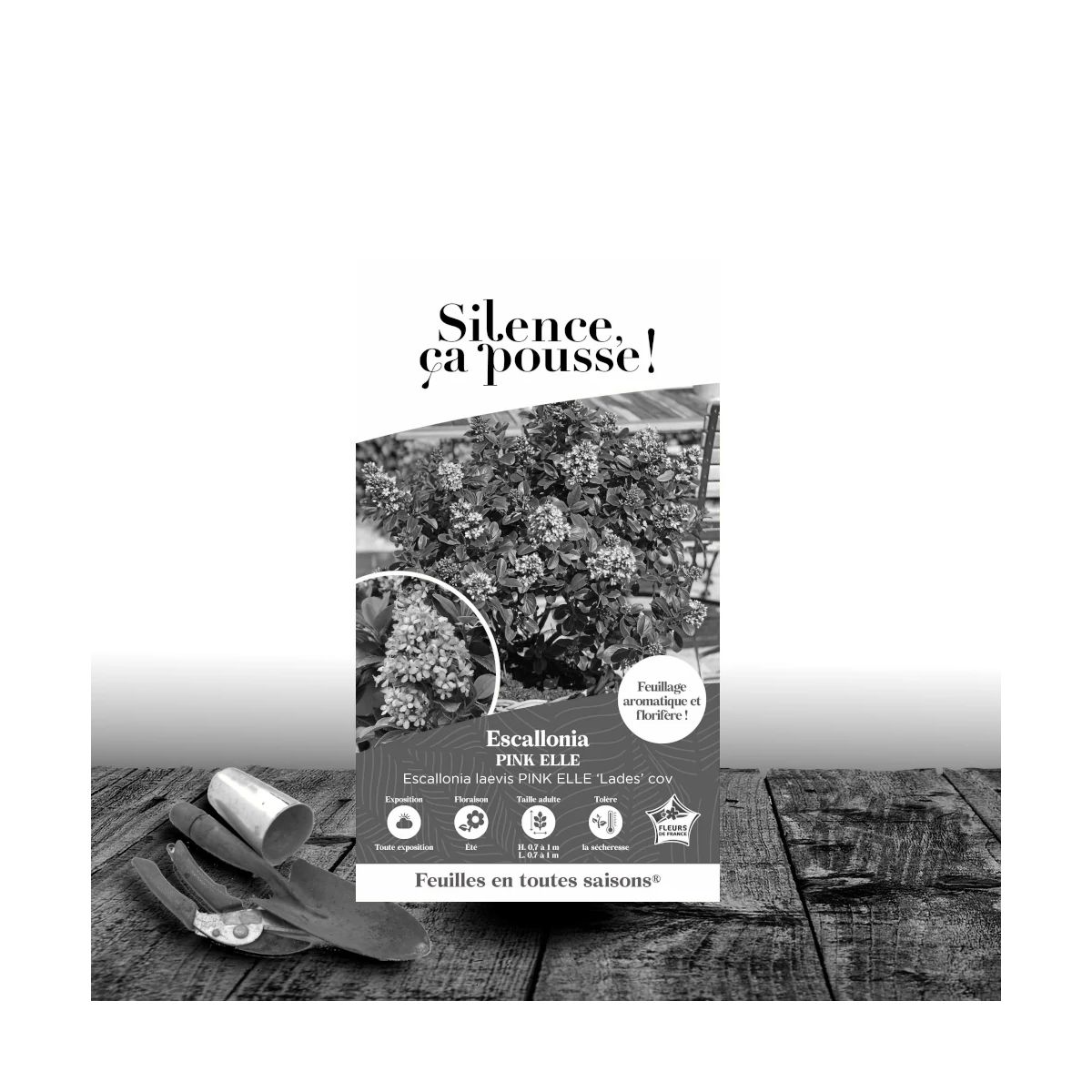 Escallonia Pink Elle® - SILENCE, ça pousse !