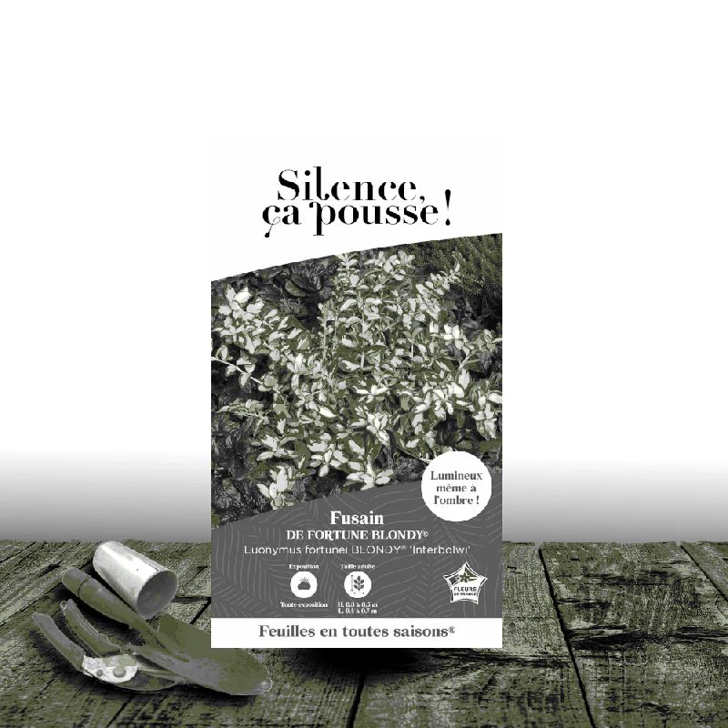 Fusain persistant Blondy® - SILENCE, ça pousse !, Euonymus