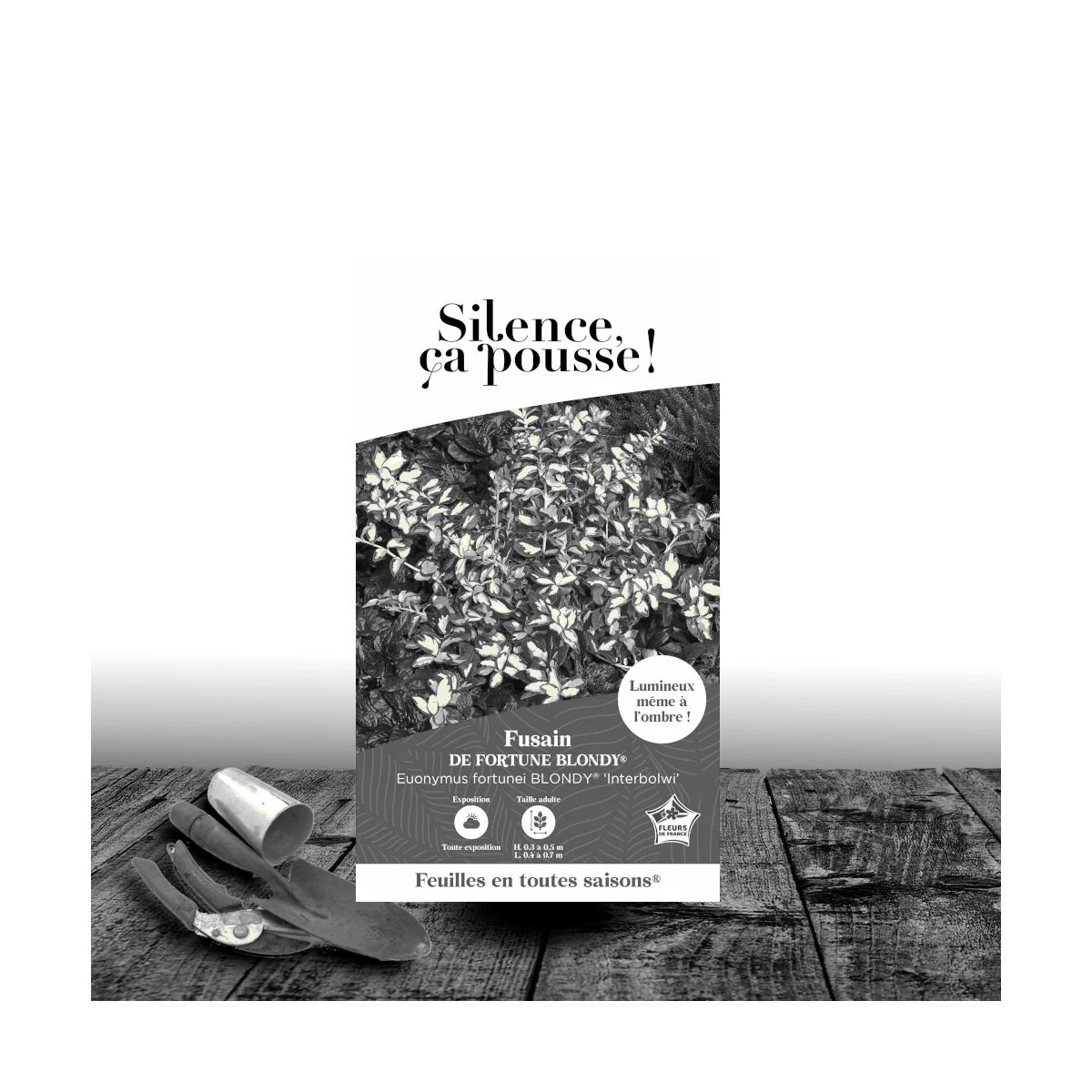 Fusain persistant Blondy® - SILENCE, ça pousse !, Euonymus