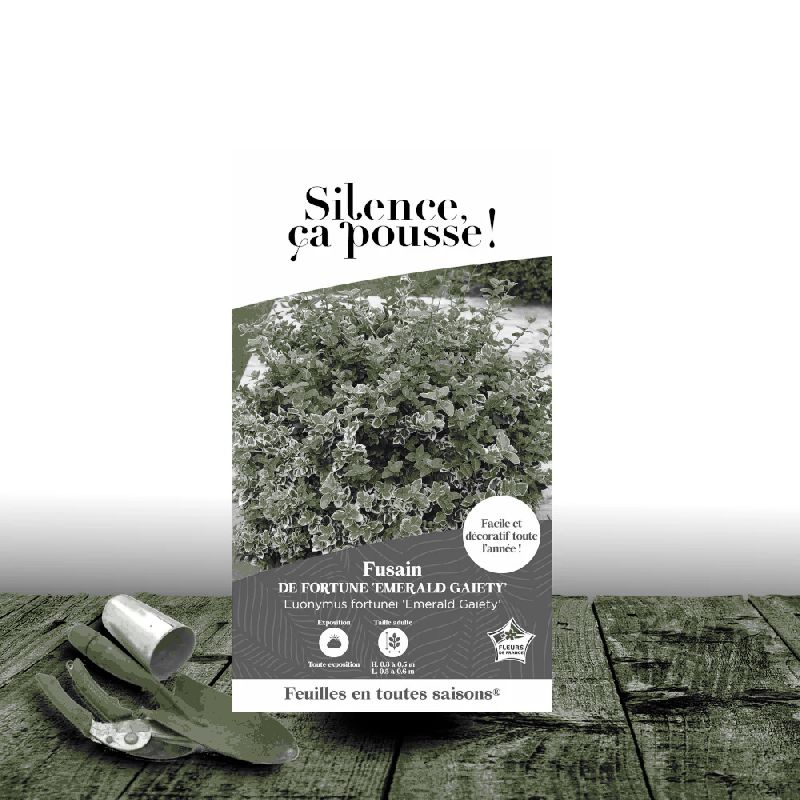 Fusain persistant Emerald Gaiety - SILENCE, ça pousse !, Euonymus