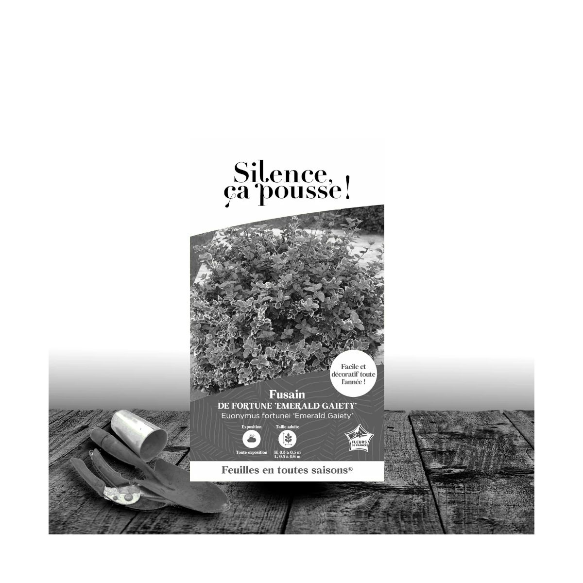 Fusain persistant Emerald Gaiety - SILENCE, ça pousse !, Euonymus