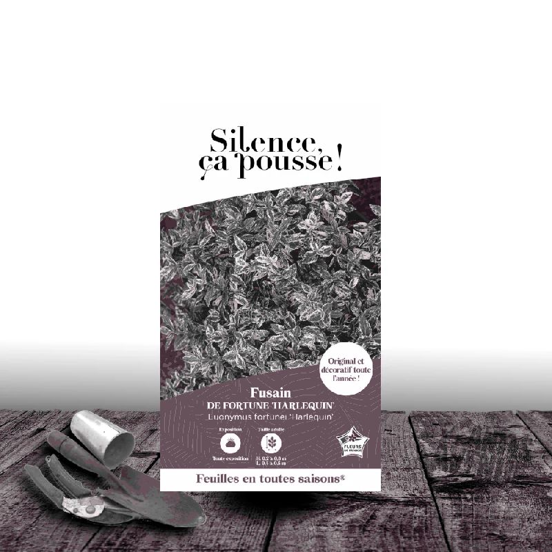 Fusain persistant Harlequin - SILENCE, ça pousse !, Euonymus