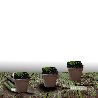 Rose trémière Chater\'s Double Blanc