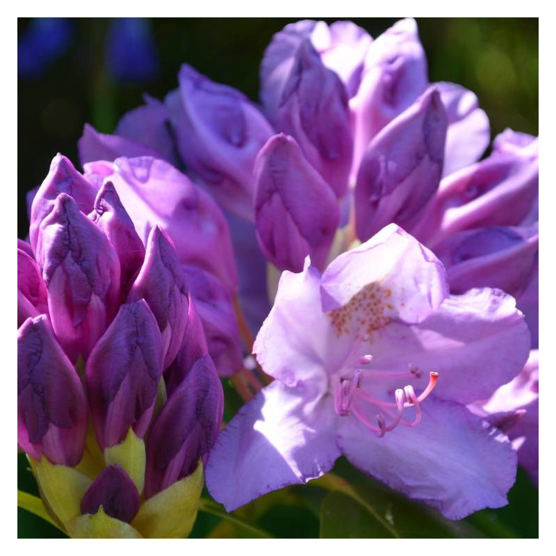 Rhododendron nain Azurika