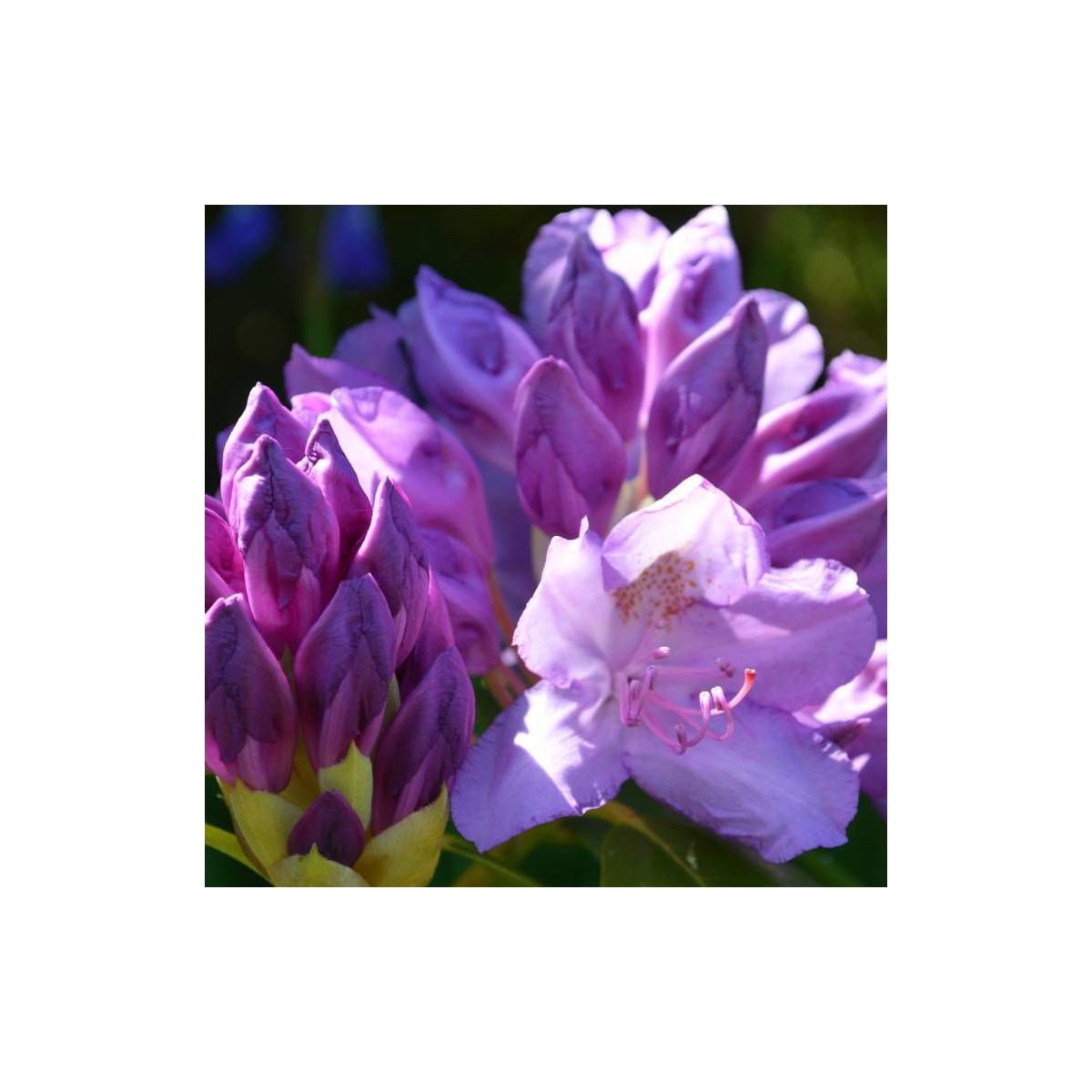 Rhododendron nain Azurika