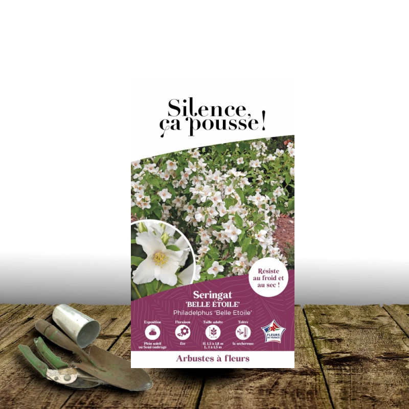 Seringat des jardins Belle Etoile - SILENCE, ça pousse !, Philadelphus