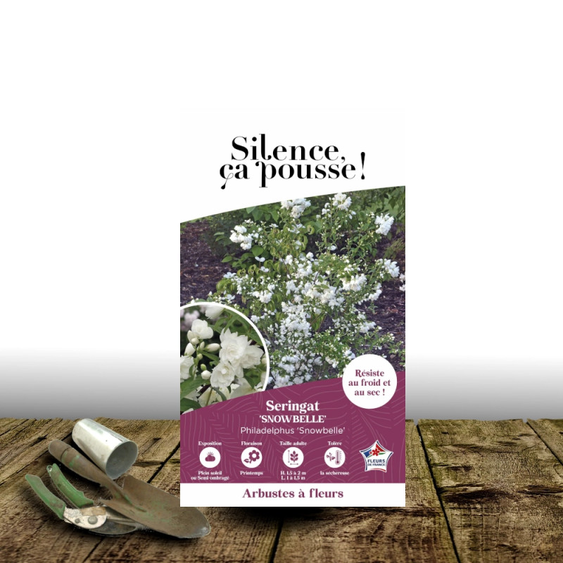 Seringat des jardins Snowbelle - SILENCE, ça pousse !, Philadelphus