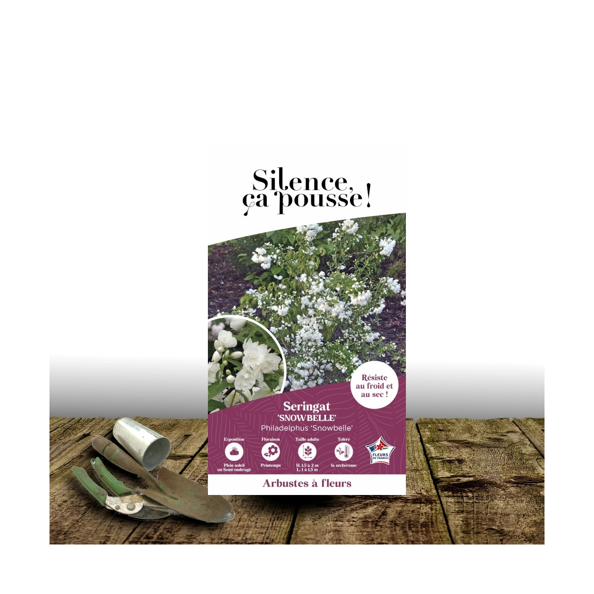 Seringat des jardins Snowbelle - SILENCE, ça pousse !, Philadelphus Seringat des jardins Snowbelle - SILENCE, ça pousse !, Philadelphus
