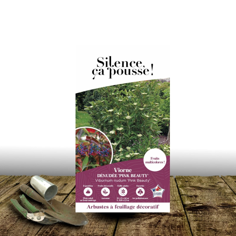 Viorne dénudée Pink Beauty - SILENCE, ça pousse !, Viburnum