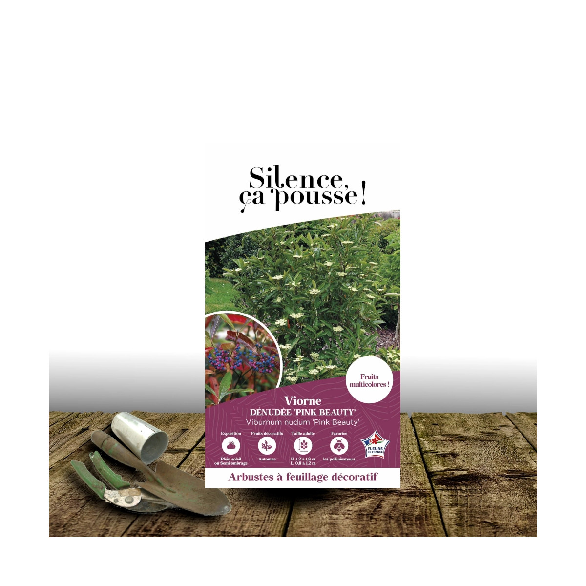 Viorne dénudée Pink Beauty - SILENCE, ça pousse !, Viburnum