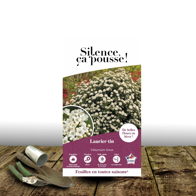 Viorne, Laurier Tin - SILENCE, ça pousse !, Viburnum