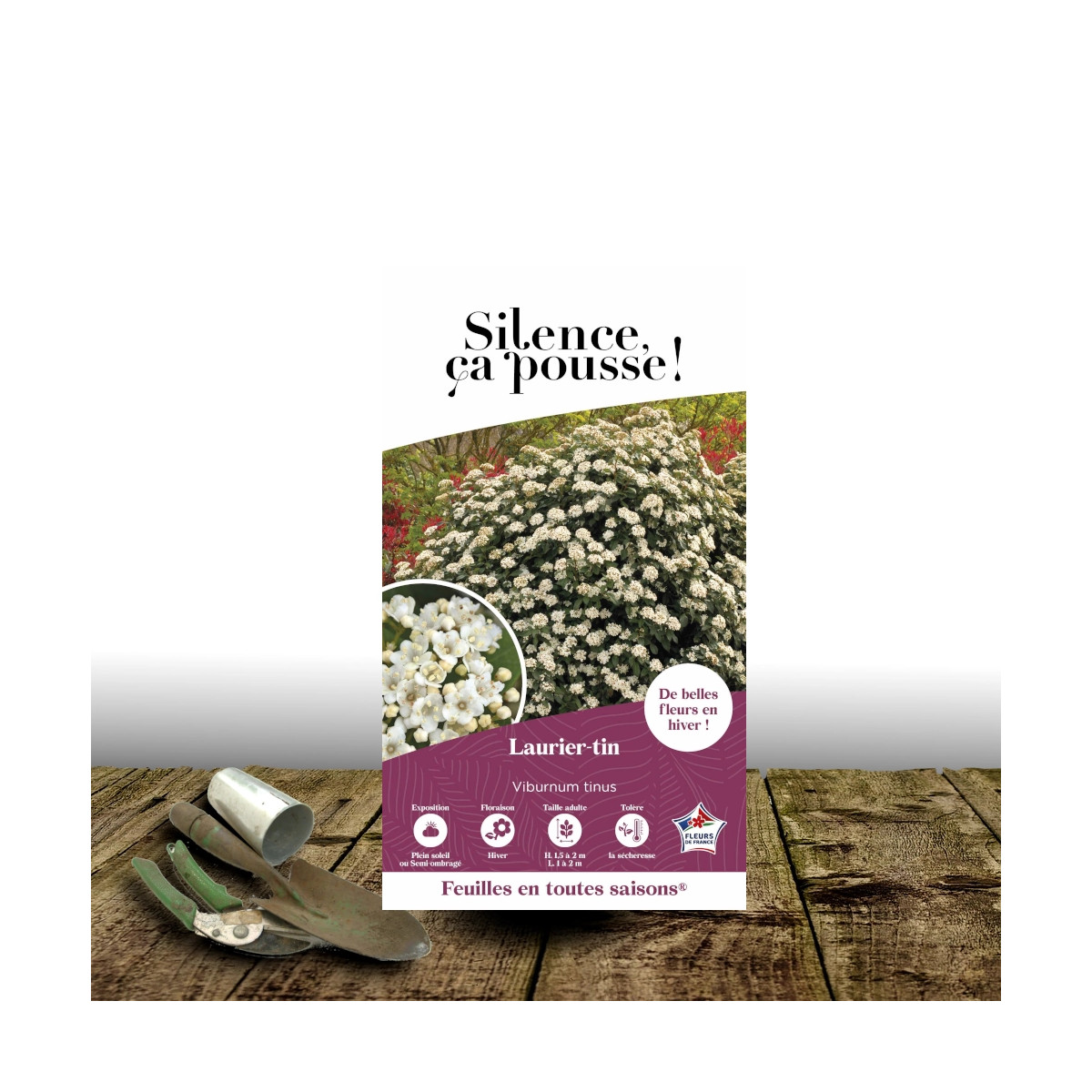 Viorne, Laurier Tin - SILENCE, ça pousse !, Viburnum