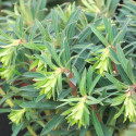 Euphorbe des garrigues Black Pearl